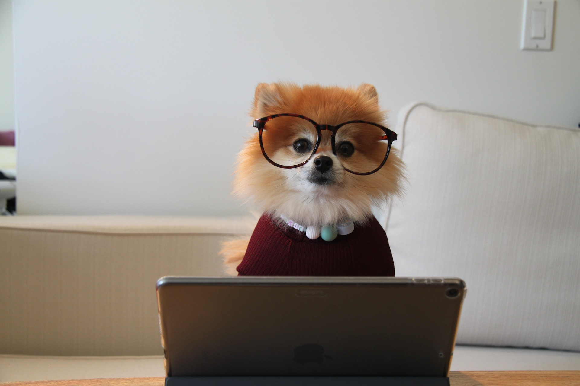 A Fox with glasses looking at an iPad